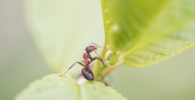 La orientación de las hormigas