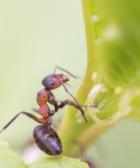 ¿Cómo se alimentan las hormigas?