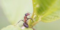 ¿Cómo se alimentan las hormigas?