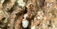 Ciclo de vida de una hormiga