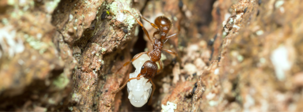 Hormigas para Gel Hormigueros - Obreras Myrmica