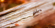 La orientación de las hormigas