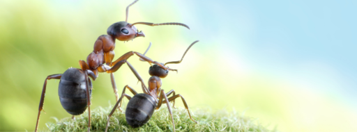 Cuentos de hormigas para niños