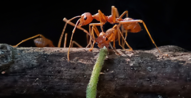 Hormigas esclavistas