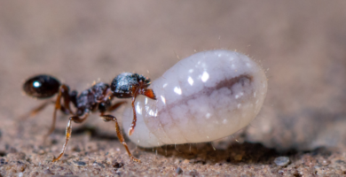 Inteligencia para determinar el sexo de las crías