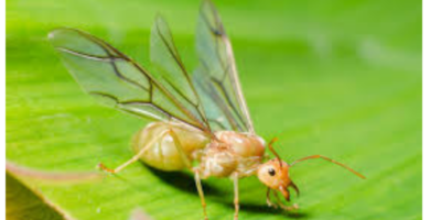 La misión de la hormiga reina