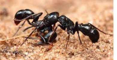 Necroforesis. Cementerio de hormigas. Donde mueren las hormigas