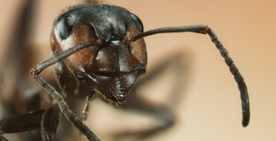 Jerarquía entre hormigas. Clases sociales entre hormigas.