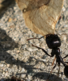 Curiosidades de las hormigas.