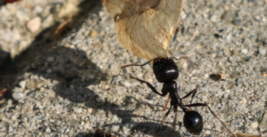 Curiosidades de las hormigas.