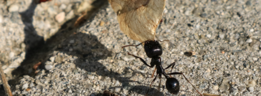 Curiosidades de las hormigas.