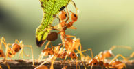 Comunicación entre hormigas