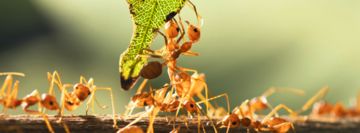 Comunicación entre hormigas