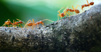 La orientación de las hormigas