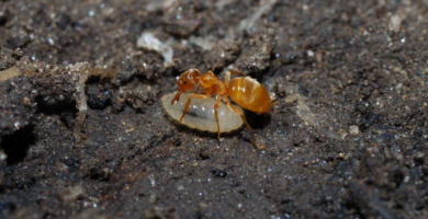 Hormigas esclavistas