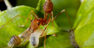 Inteligencia de las hormigas para determinar el sexo de sus crías