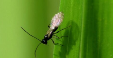 Zángano. Hormiga macho