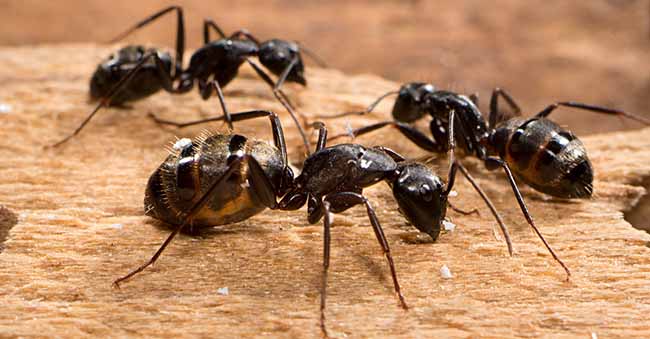 Hormiga carpintera o maderera. Camponotus ligniperda