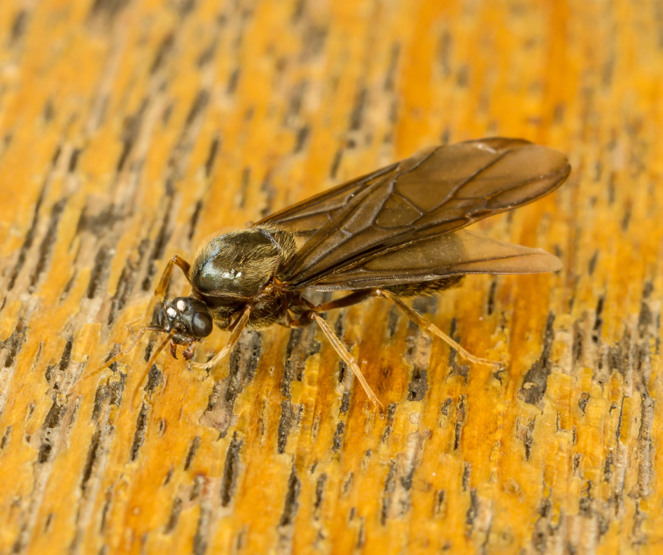 Hormiga macho de hormigueros