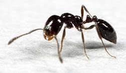 Hormiga pequeña negra este  tipo de hormiga recibe el nombre de Monomorium Minimum