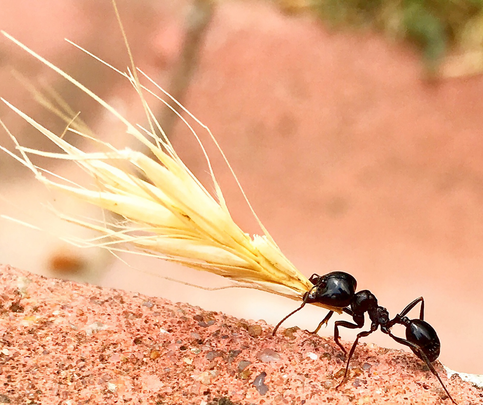 Hormiga transportando comida a los hormigueros