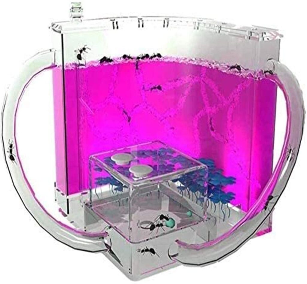 Granja de hormigas para niñas