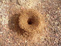 Hormiguero natural. Colonia de hormigas y hormigueros