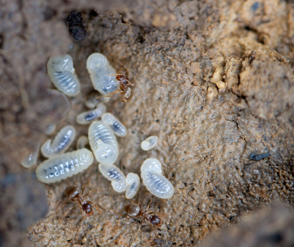 Larvas de hormigueros