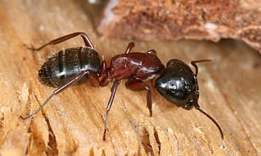 Hormiga carpintera o maderera. Camponotus  ligniperda