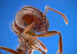  Solenopsis. Hormiga roja del fuego