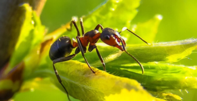 Iniciación al mundo de las hormigas