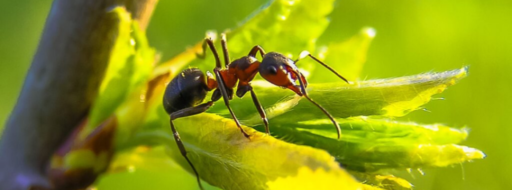 Iniciación al mundo de las hormigas
