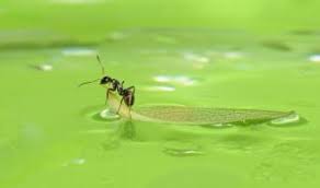 Hormiga pequeña negra este tipo de hormiga recibe el nombre de Monomorium Minimum