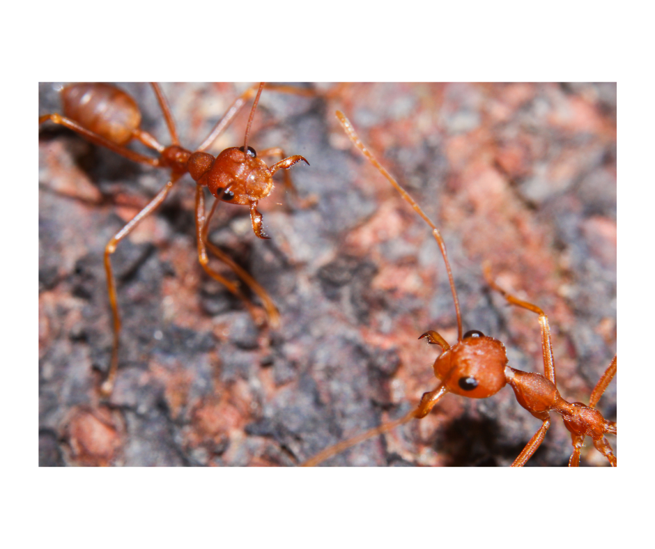 La jerarquía entre hormigas. Clases sociales de las hormigas