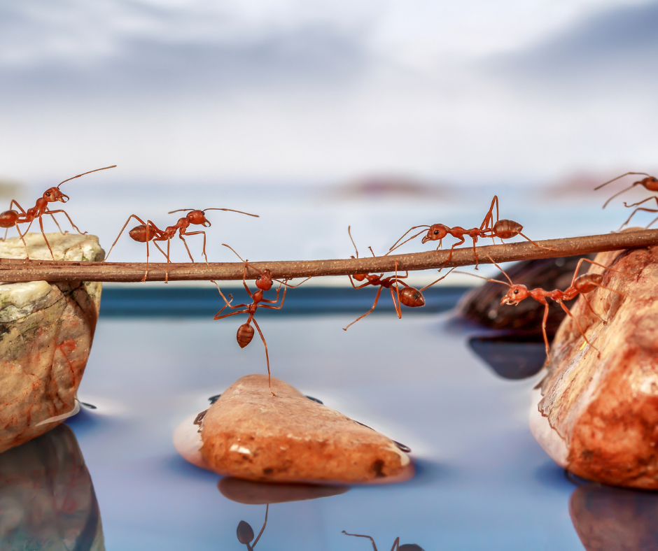 La orientación de las hormigas. Camino de hormigas