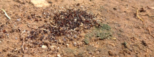 Las hormigas entierran a los cadáveres.