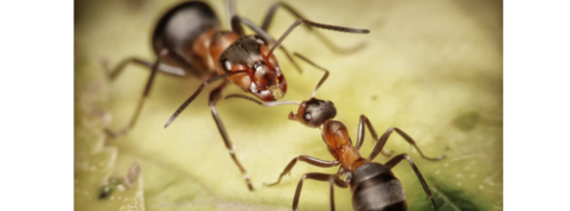 Jerarquía entre hormigas