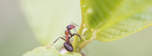 Jerarquía entre hormigas