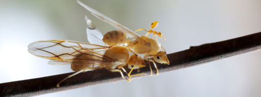 Hormiga reina tras copular con macho