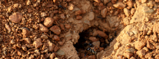 El camino de la hormiga reina. Su misión