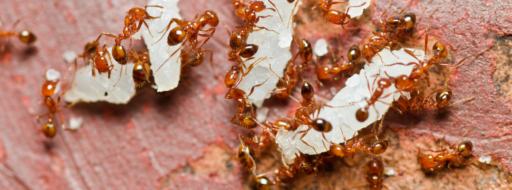 el hormiguero y el rol de las hormigas
