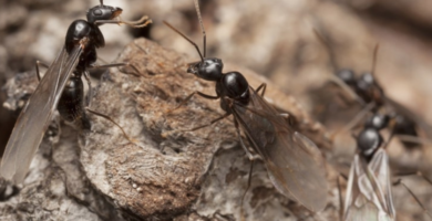 Zánganos. Los zánganos. Hormiga macho alada