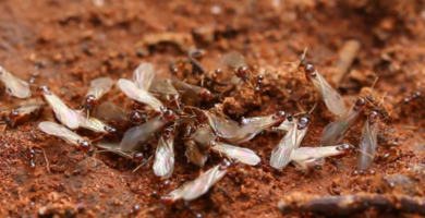 Vuelo nupcial. Apareamiento de las hormigas