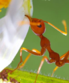 ¿Qué comen las hormigas?