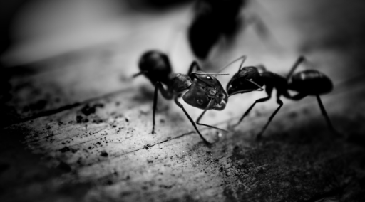 Donde mueren las hormigas.Necroforesis.