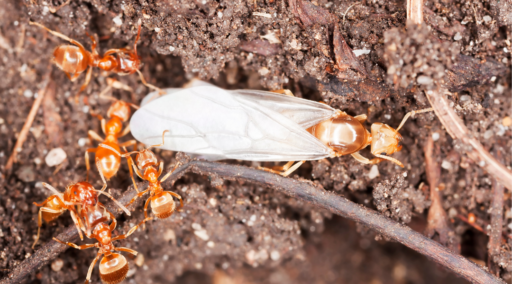 La importancia de la hormiga reina