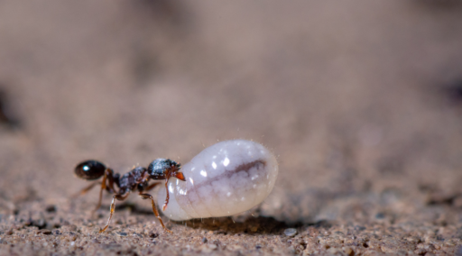 La vida de la hormiga reina