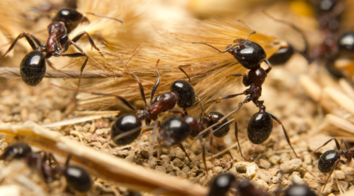 Curiosidades de las hormigas