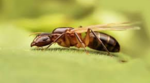 La vida de la hormiga reina en el hormiguero