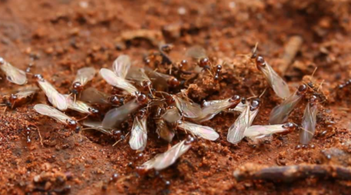 Zánganos. Reproducción de las hormigas. Vuelo nupcial